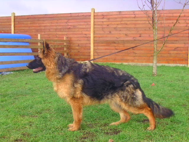 Fibie du royaume des marais